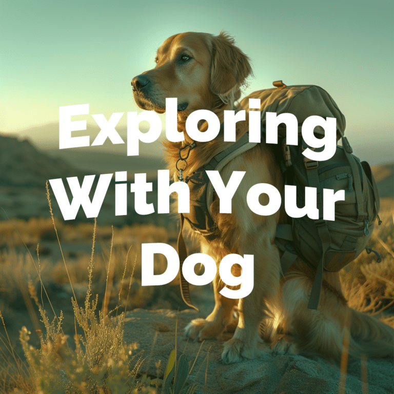 Exploring with Your Dog: How to Hike With Your Pup