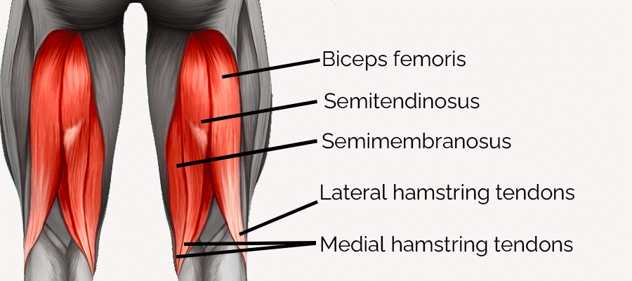 Hamstring Anatomy with Labels